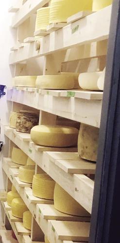 cheese ripening