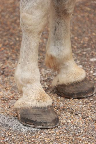 mm-20204-10-02-carriage-twp6