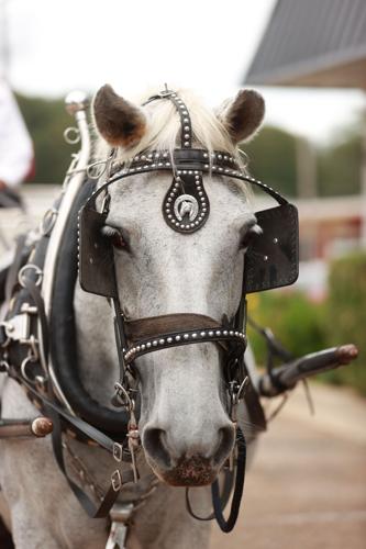 mm-20204-10-02-carriage-twp9